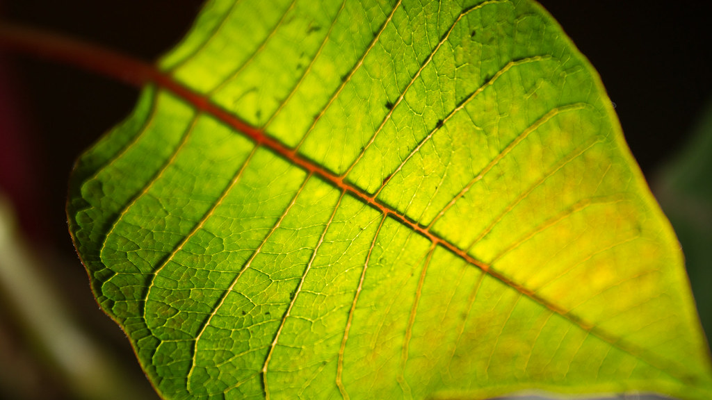 Vascular architecture