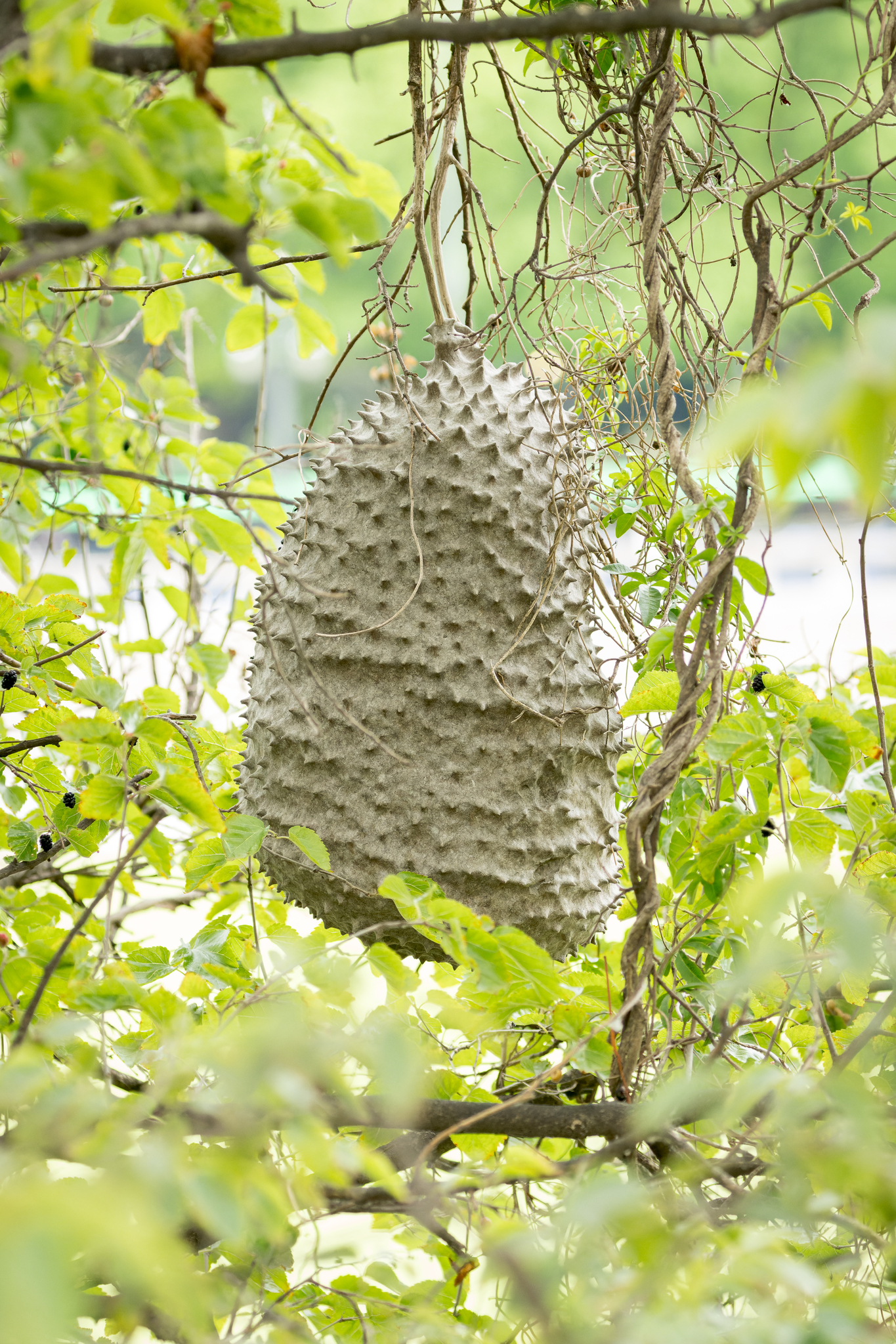 Paper wasp nest